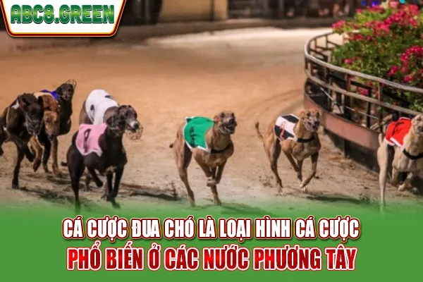 Cá cược đua chó là loại hình cá cược phổ biến ở các nước phương Tây