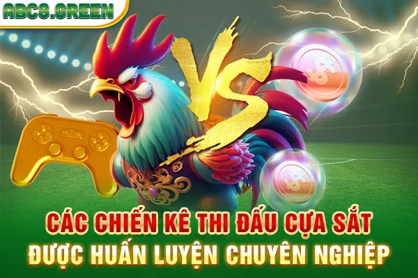 Các chiến kê thi đấu cựa sắt được huấn luyện chuyên nghiệp