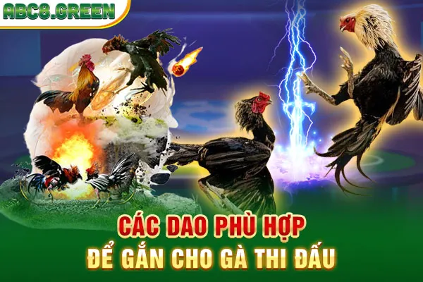 Các dao phù hợp để gắn cho gà thi đấu