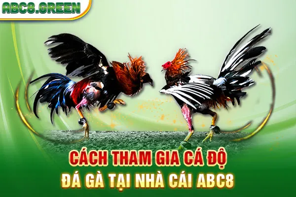 Cách tham gia cá độ đá gà tại nhà cái ABC8