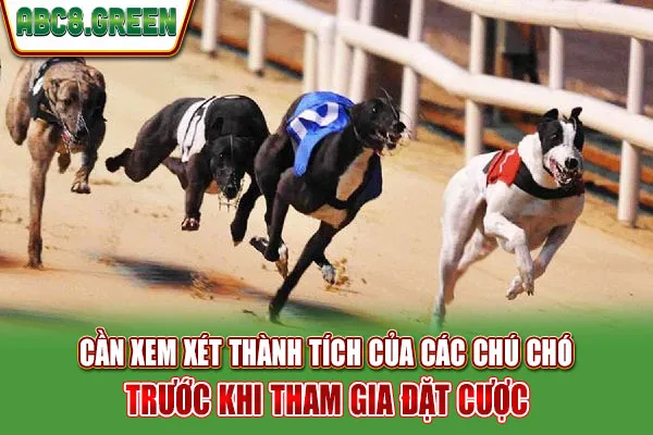 Cần xem xét thành tích của các chú chó trước khi tham gia đặt cược