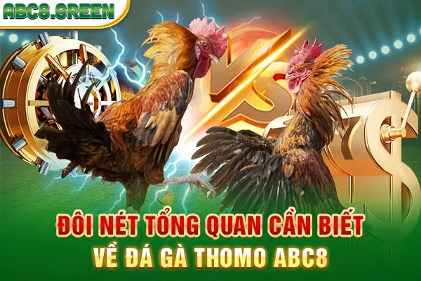 Đôi nét tổng quan cần biết về đá gà Thomo ABC8